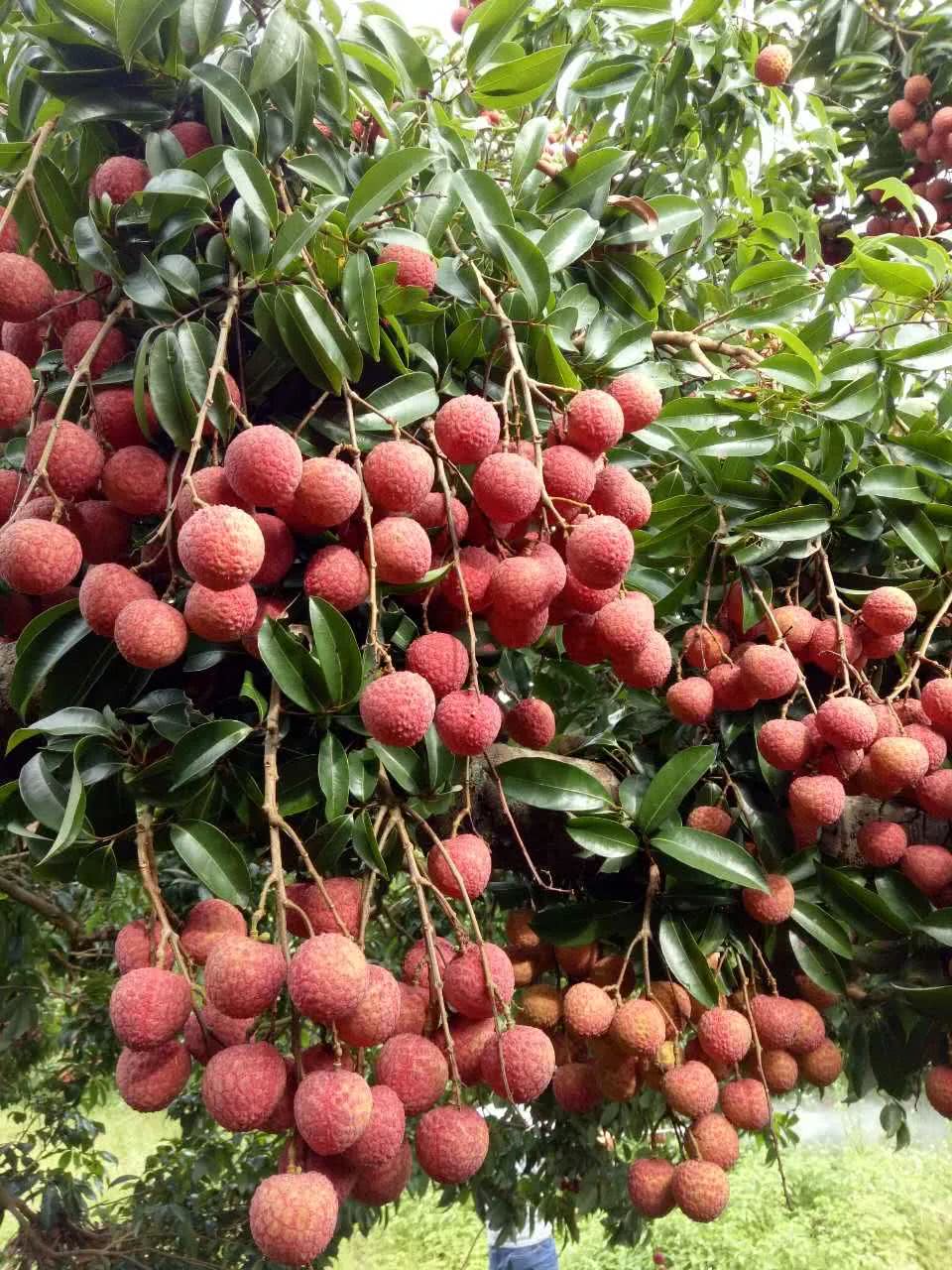 空腹吃荔枝有生命危险?上海人别再被骗了,真相其实是