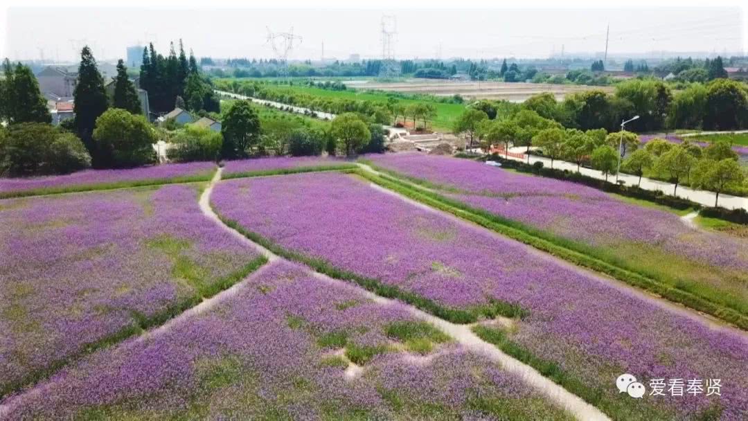 西渡紫色薰衣草花海美不勝收 市民賞花還請手腳留情