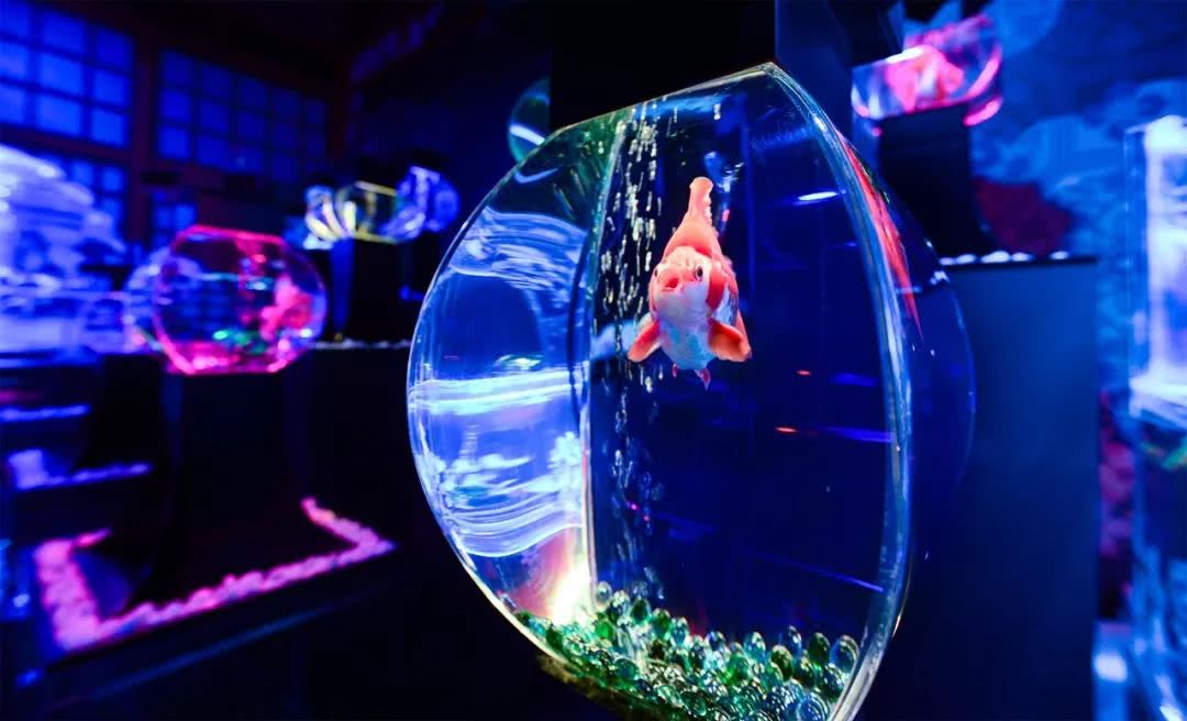 人生必去展览!风靡日本12年的梦幻金鱼艺术