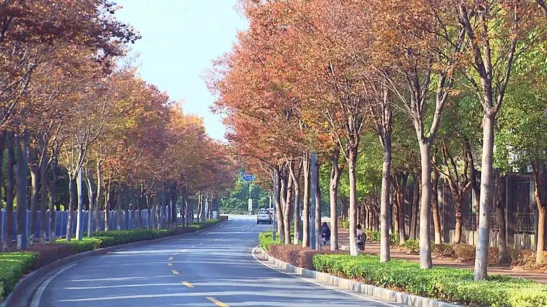 金黄+深红+墨绿!深秋的嘉定颜值爆表!一起去拍