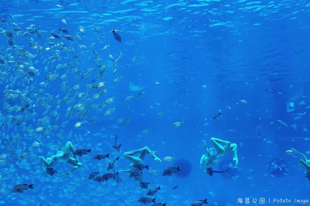 海洋公园美人鱼表演时间 IMG90b11c9b88aa49383609615.jpeg