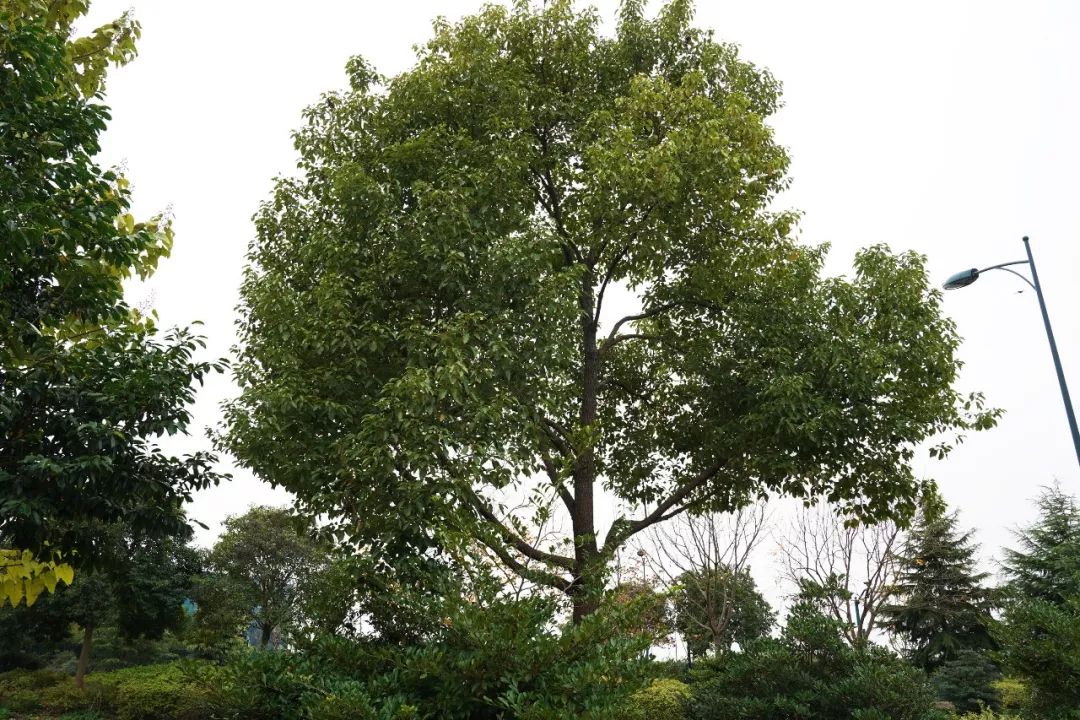 香樟树在浦东特别多,这种一年四季都郁郁葱葱的树木,充满了生命力.