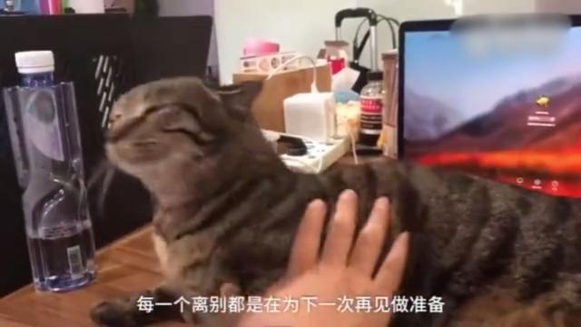 那猫代驾老总(2)