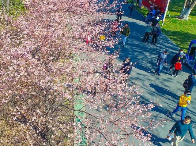 第一波上海人已打卡!申城这些地方樱花都开好啦,朋友圈刷屏预定→