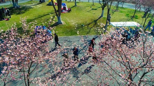 第一波上海人已打卡!申城这些地方樱花都开好啦,朋友圈刷屏预定→