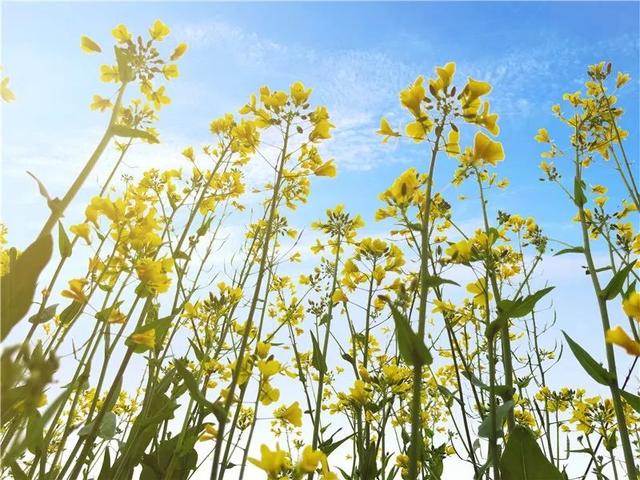 【探索】油菜花开啦!上海这些地方满地金灿灿