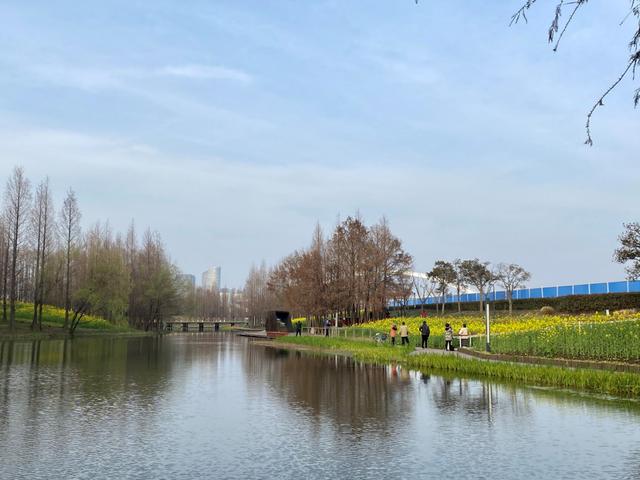 【探索】油菜花开啦!上海这些地方满地金灿灿