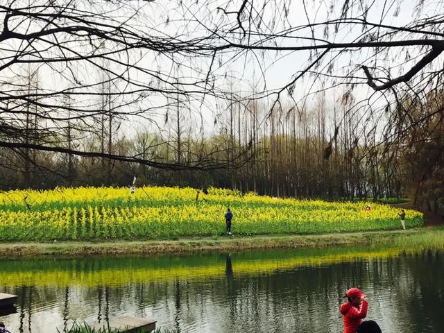 【探索】油菜花开啦!上海这些地方满地金灿灿