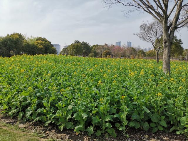 【探索】油菜花开啦!上海这些地方满地金灿灿