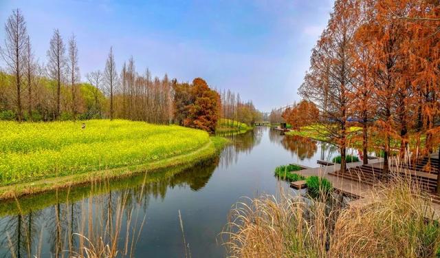 【探索】油菜花开啦!上海这些地方满地金灿灿