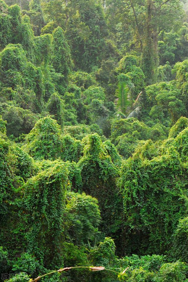 国家地理评选的最美森林去过一半此生无憾你去过几个