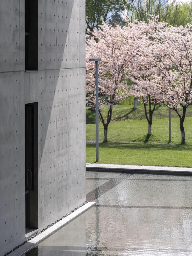 *良渚大屋顶春天时的樱花