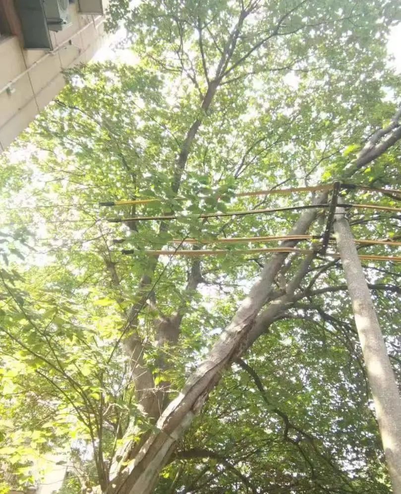 树枝压迫电缆,长宁绿建及时消除安全隐患——上海热线HOT频道
