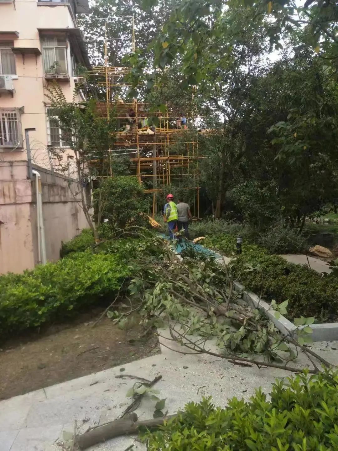 树枝压迫电缆,长宁绿建及时消除安全隐患——上海热线HOT频道