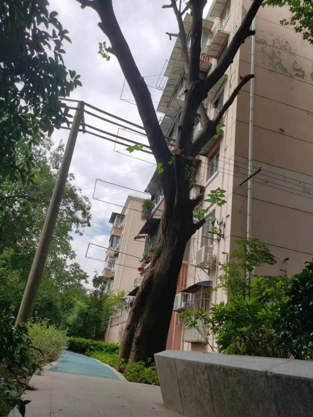 树枝压迫电缆,长宁绿建及时消除安全隐患——上海热线HOT频道