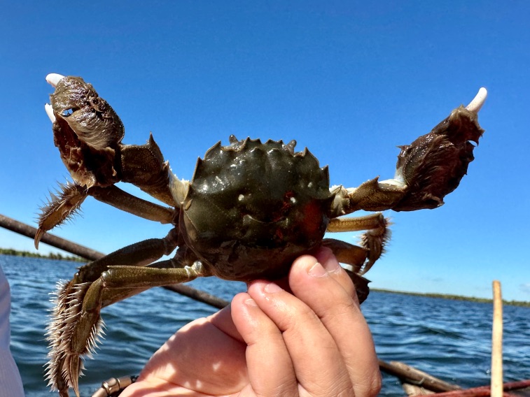喝着冰川水长大的新疆雪蟹来啦!