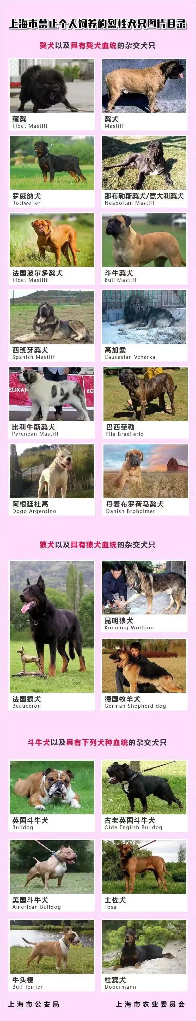 犬类排行_凤凰资讯_资讯_凤凰网