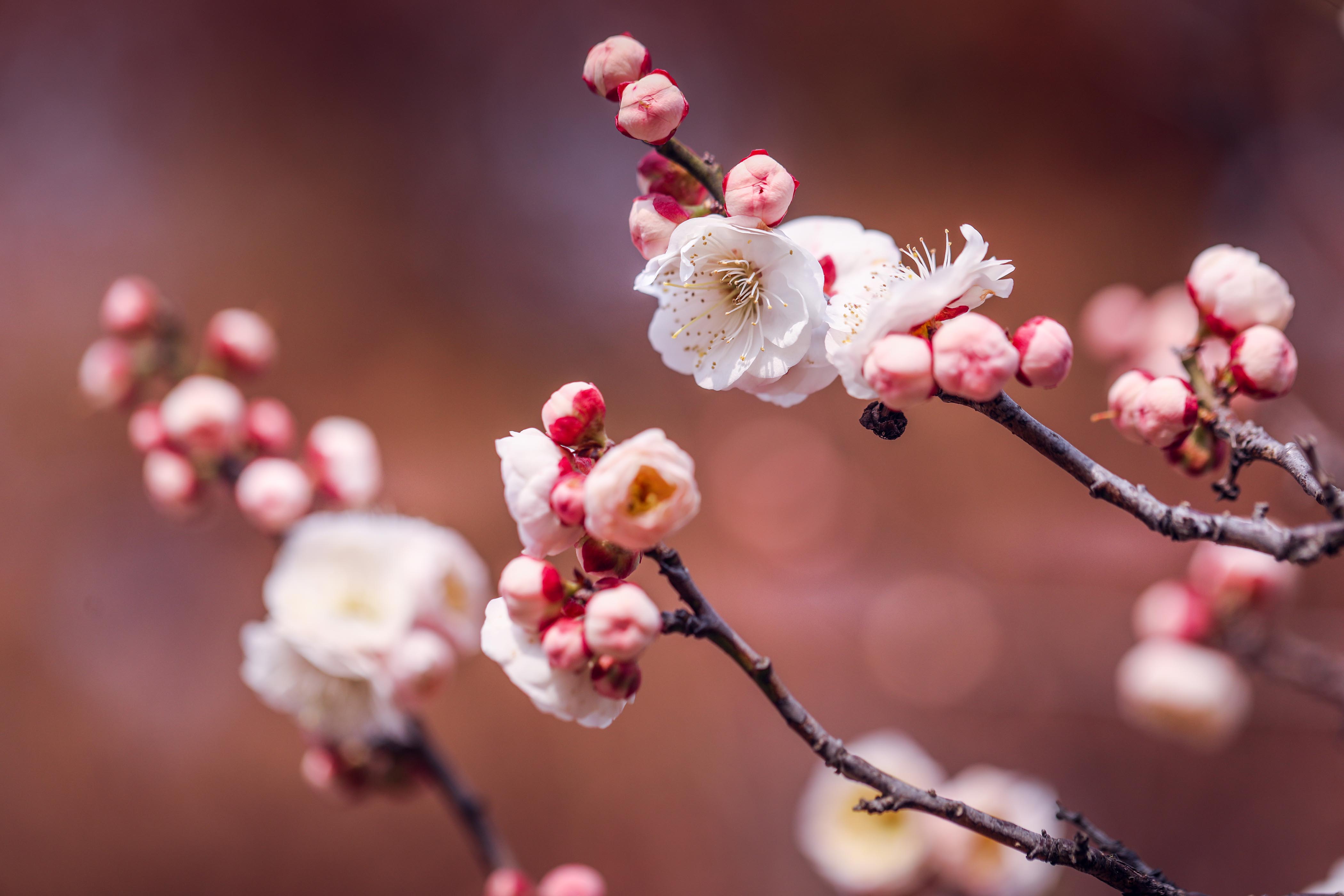 植物梅花记录表图片