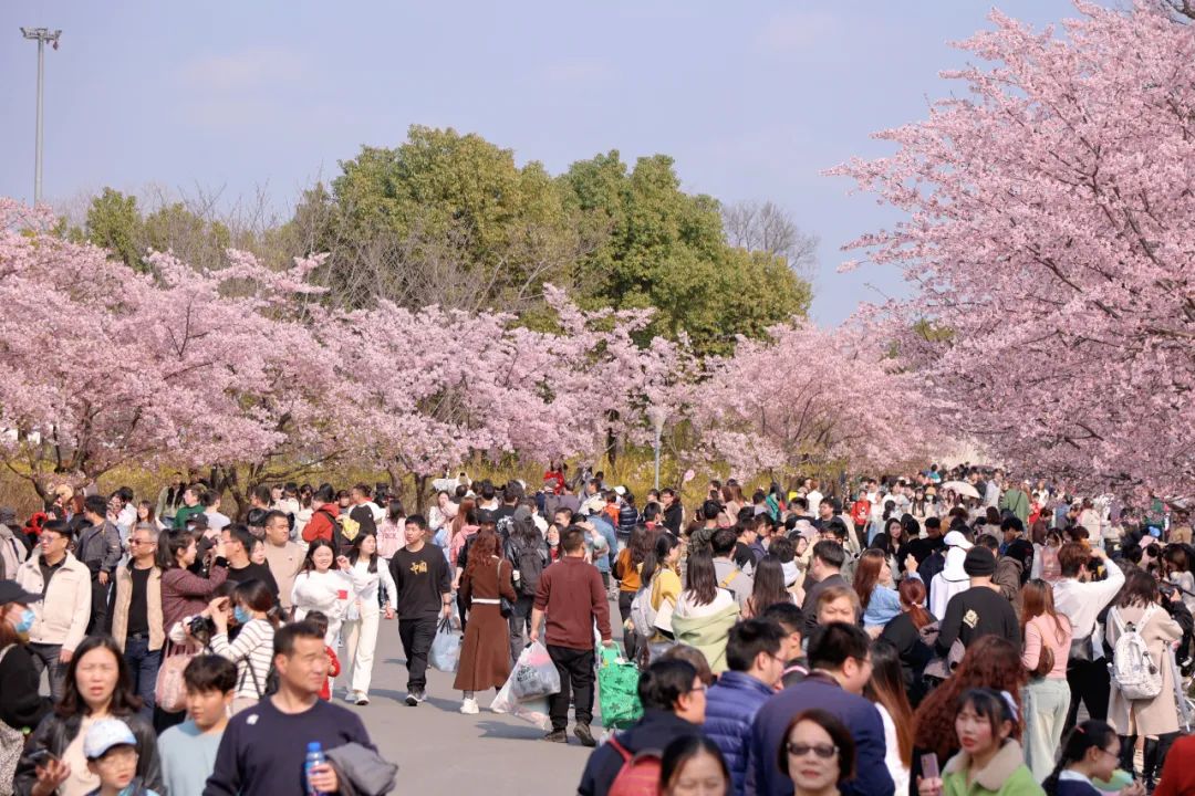 2024上海樱花节开幕后首个周末顾村公园迎来近10万游客