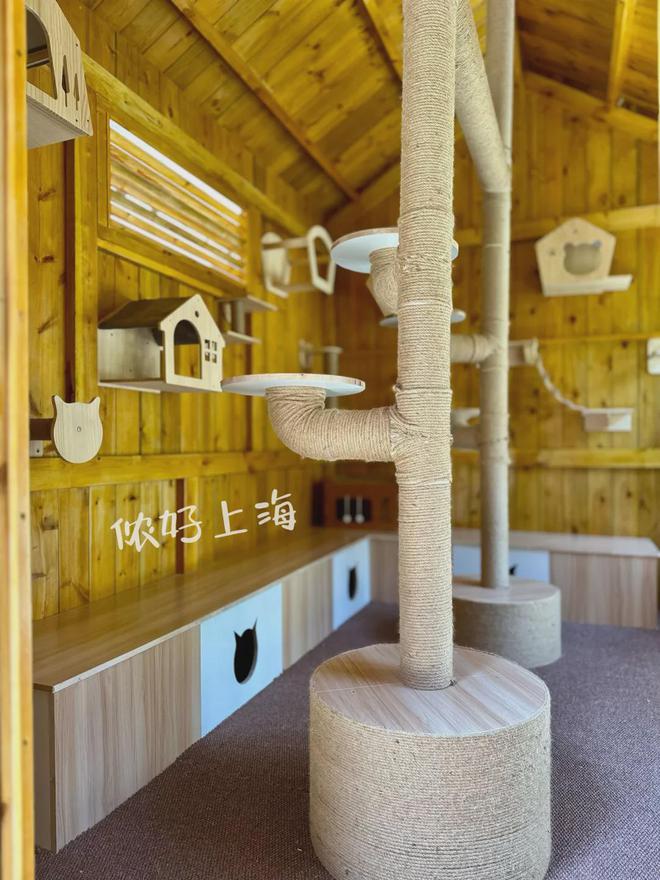 上海玉佛寺给“大橘们”造了一座猫猫别墅!还自带小花园,太太太羡慕啦!——上海热线HOT频道