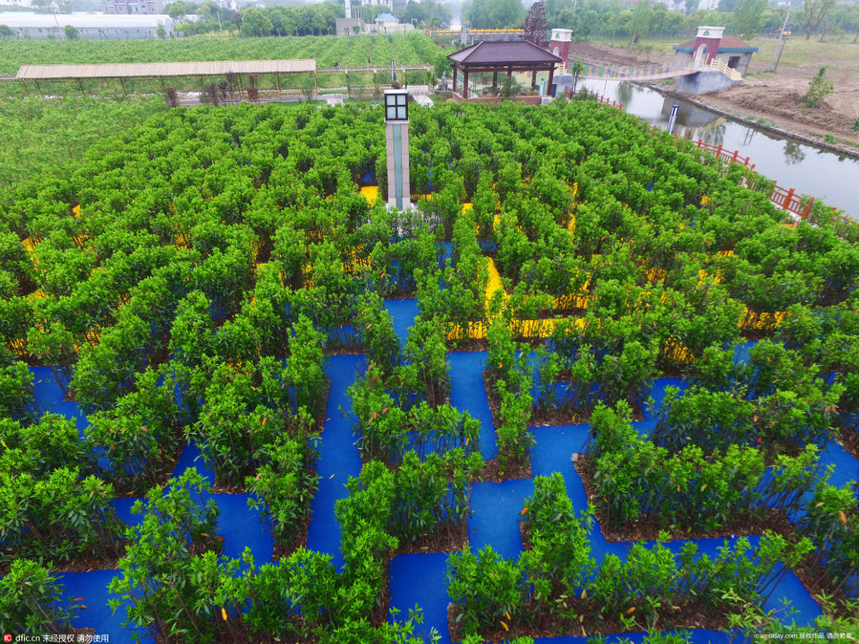 上海金山植物迷宫图片