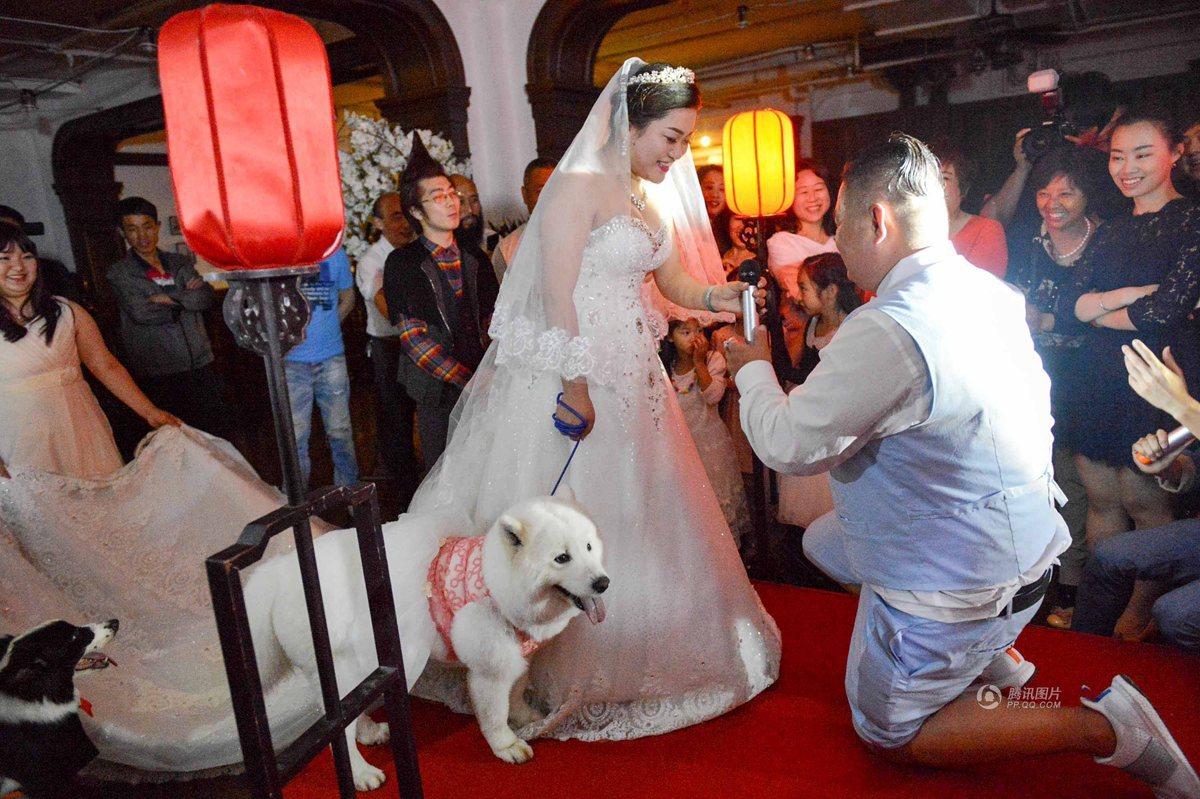 上海爱狗人士办宠物主题婚礼 新娘牵狗狗走红毯