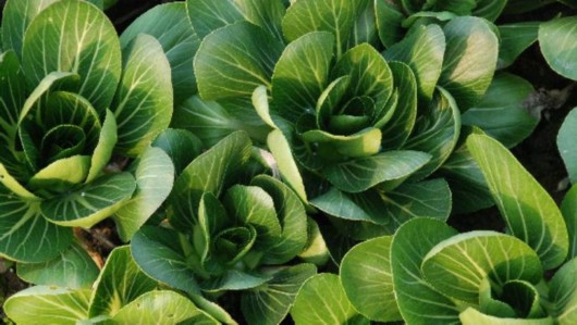 静安区迎春特色菜市 冬雨中本地矮脚青菜只卖一元一斤