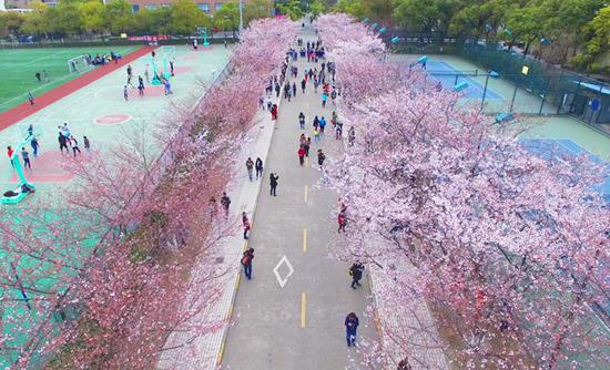 　　同济大学樱花大道