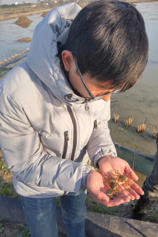 "申江一号"蟹苗.