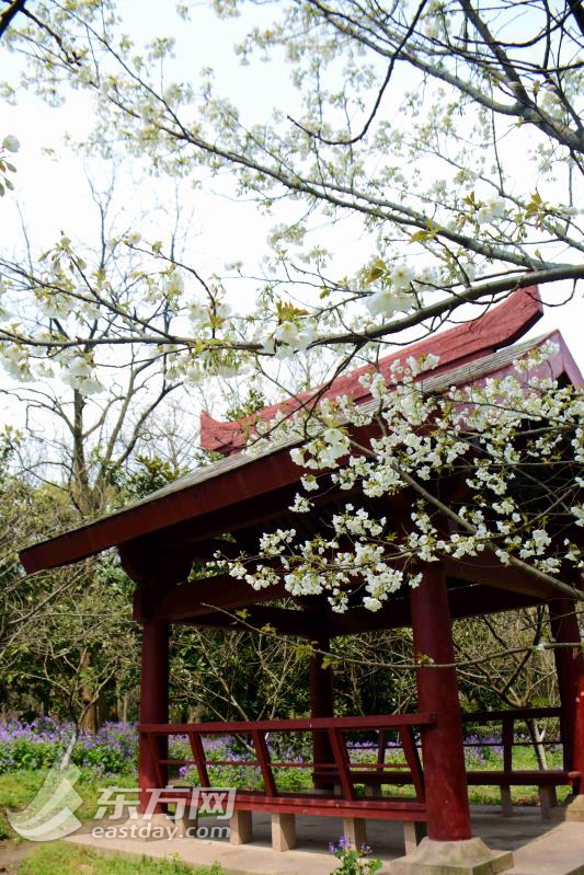 共青森林公园樱花进入最佳观赏期 花期预计至4月中旬