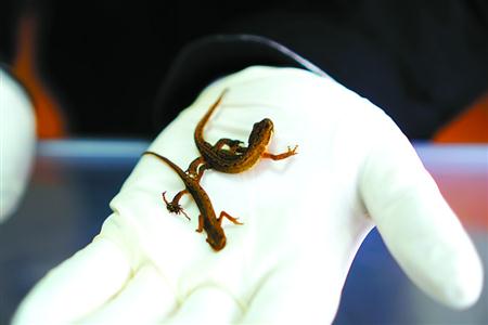 活体动物违法入境高发 上海口岸截获境外邮寄15只活蝾螈