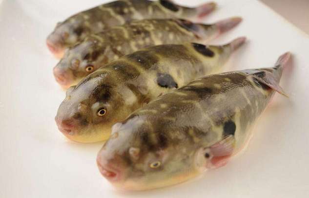 两种养殖河鲀有条件解禁 沪餐饮只能定点采购预包装产品