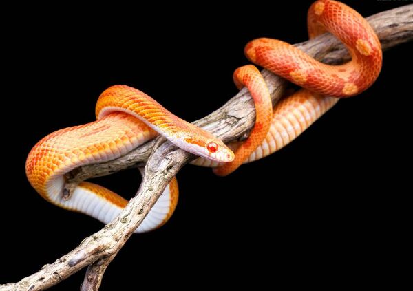 上海海洋水族馆两栖爬行动物特展"五一"亮相