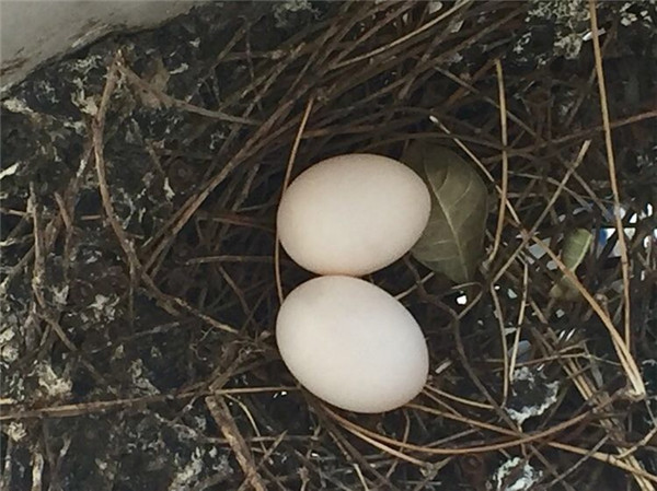 这两枚蛋由于老斑鸠不再来孵化,所以夭折了