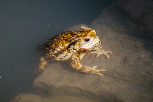 闷热夏夜不在家孵空调 去寻找萤火虫?别惊扰了"夜精灵"