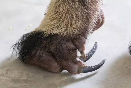 上海动物园时隔20年再次展出大食蚁兽网友长相独特