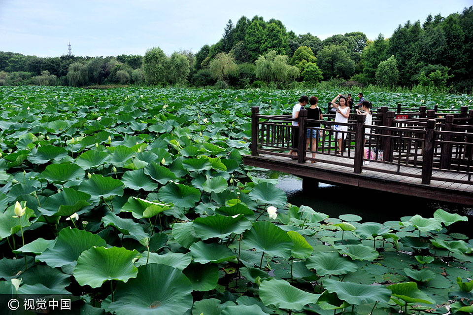 上海顾村公园300多亩荷花次第开放