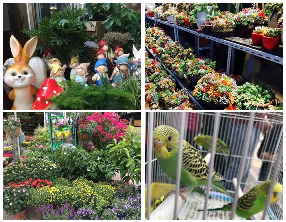 曹家渡花鸟市场年底关闭 沪上特色花鸟市场攻略