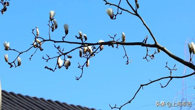 暖春,收下这份赏花攻略!盘点奉贤初春最美的花儿~