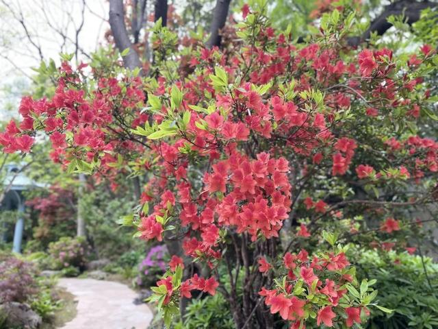 春日寻花 丨 杜鹃绽放“红”街头,快约上小伙伴一起走“花”路吧!