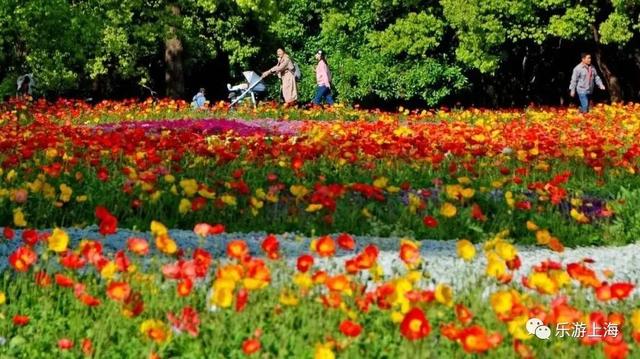 【乐游】主题集市、好展好戏、浦江游览……假期近半,上海的精彩继续!