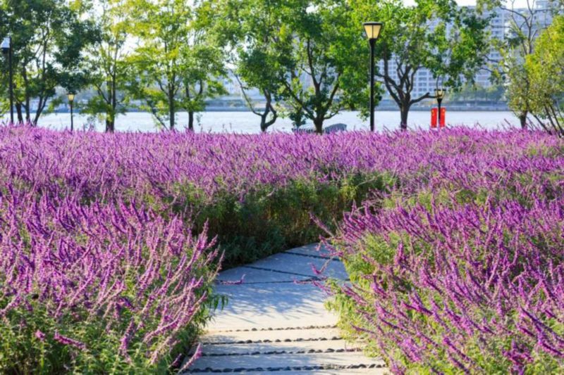 约3500㎡梦幻鼠尾草花海绽放还有昆虫旅馆和儿童沙坑等你打卡