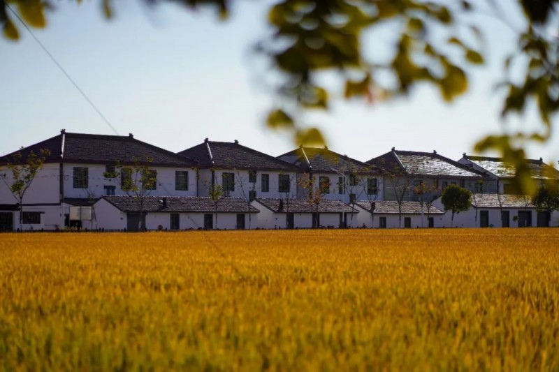 桑田美宅，繁花护民，快来奉城这个村感受“诗和远方”——上海热线HOT频道