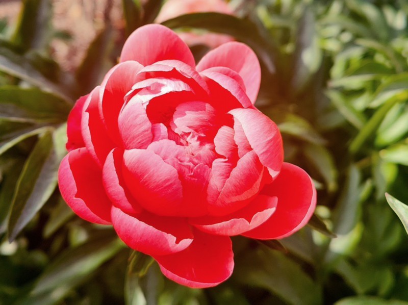 辰山植物园芍药花海正值观赏期 五一小长假 颜值 拉满