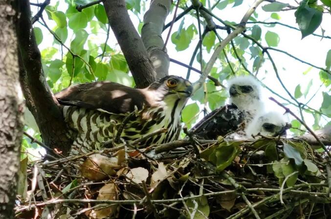 布谷鸟是国家几级保护动物 IMG0025116ac79c65468039889.jpg