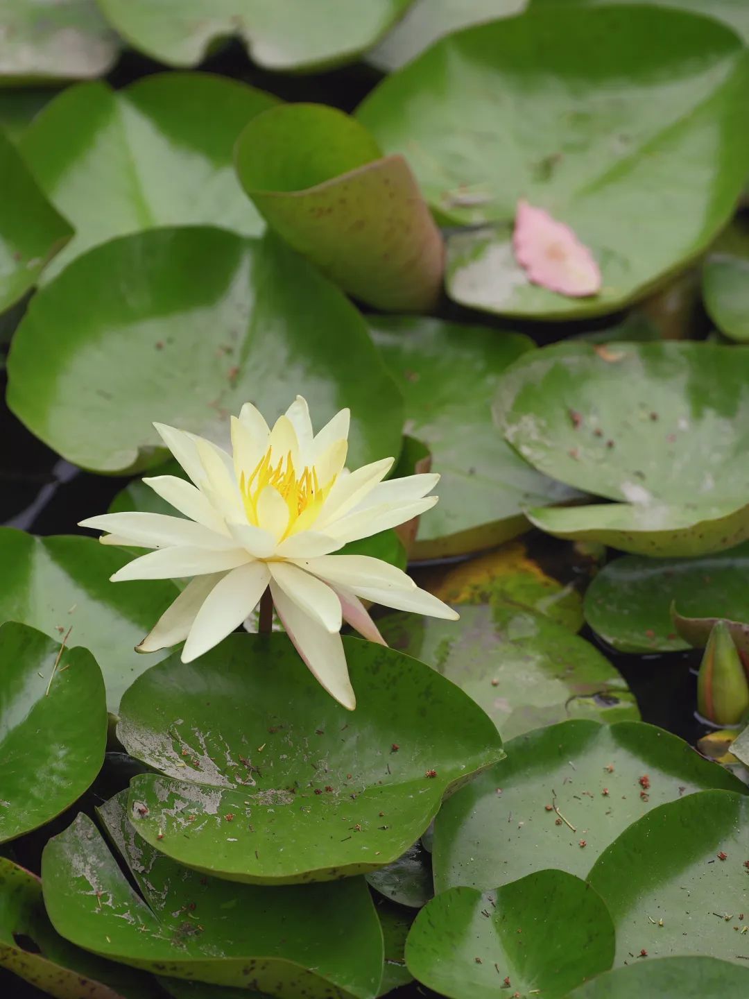 一叶一浮萍,一梦一睡莲, 在静安这里,见者好运"莲莲"