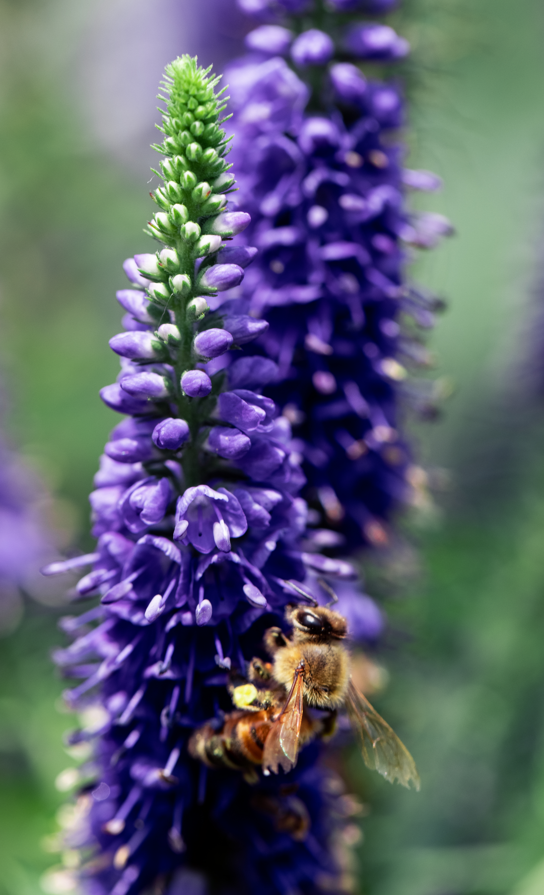 梦游花海，四色长蛇环绕的温柔触碰——解梦之旅